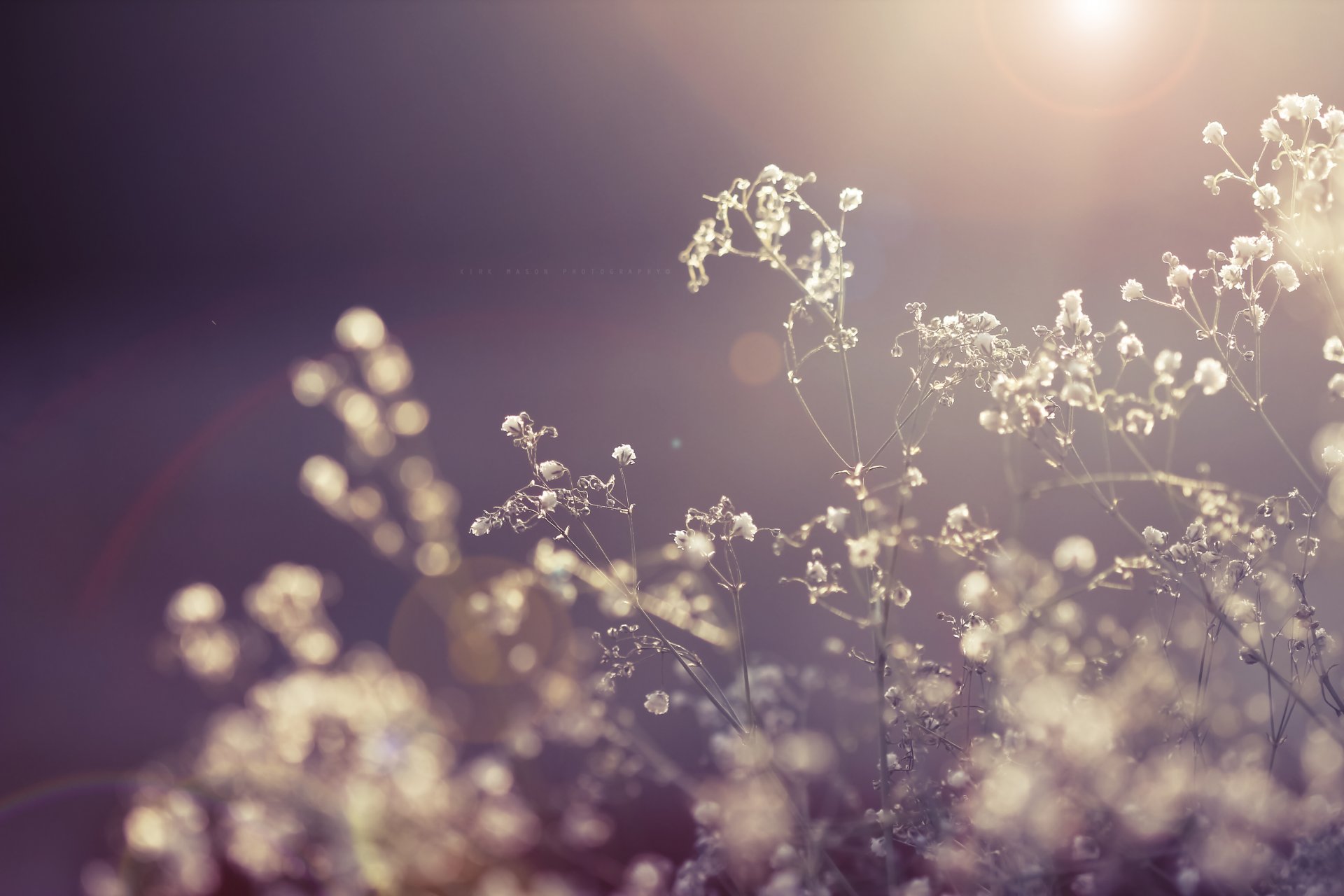 fleurs sec fleur séchée plante lumière soleil rayons nature gros plan