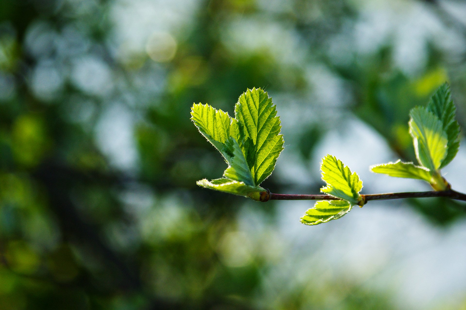 makro frühling zweig laub grün jung saftig schön hintergrund blendung