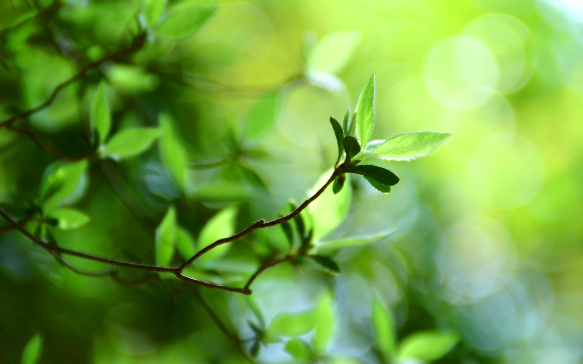 bokeh tapete makro bokeh grüne blätter grünes blatt pflanze grün blatt blatt blätter blätter blätter laub frühling frühling tapeten sommer sommer tapete unschärfe unschärfe fokussierung zweig zweige zweig zweige natur frische parks wälder ra tapete