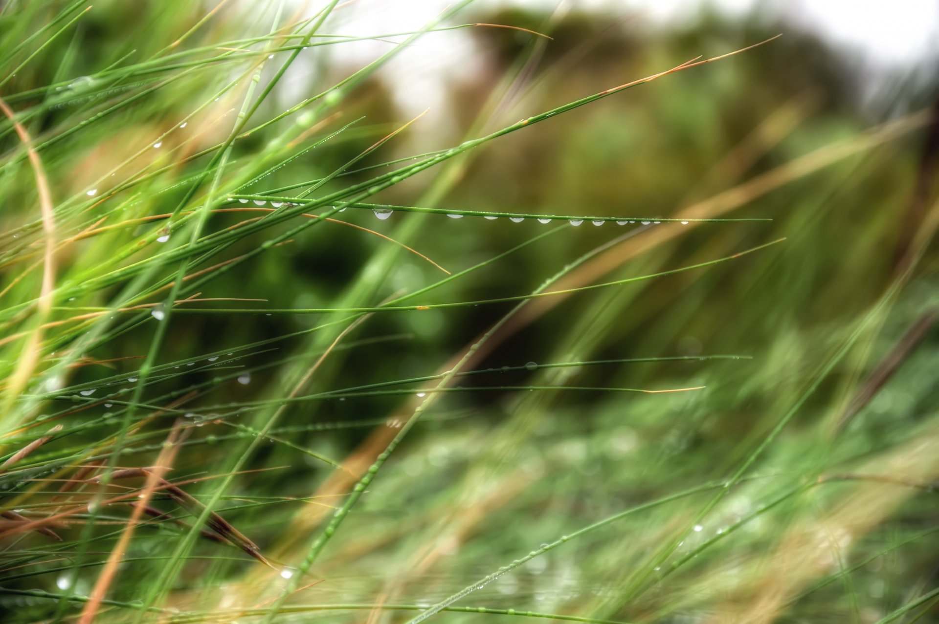 gras tau tropfen bokeh natur