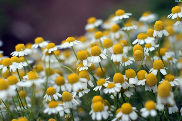 Eine Handvoll Gänseblümchen im Feld