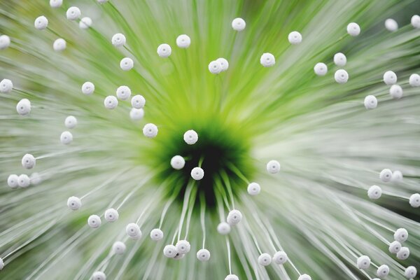 Young unopened onion flowers