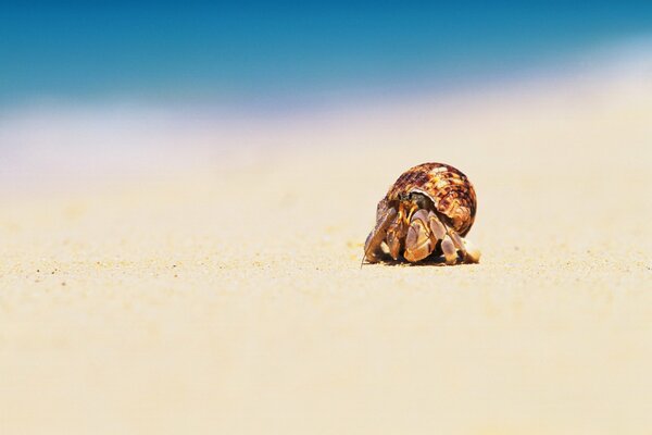 Crabe rampant sur le sable