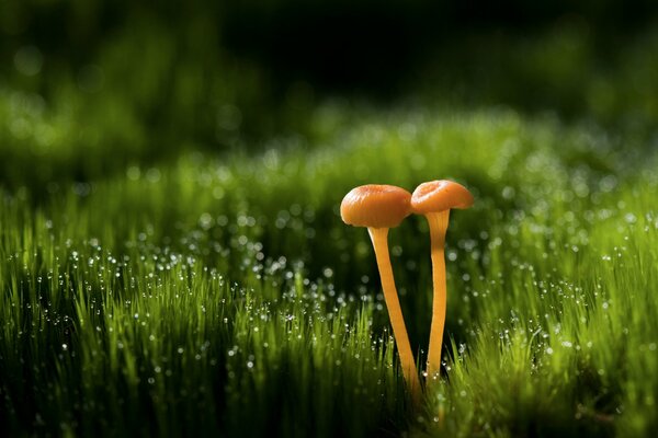 Makro zdjęcie grzybów w trawie z kroplami rosy