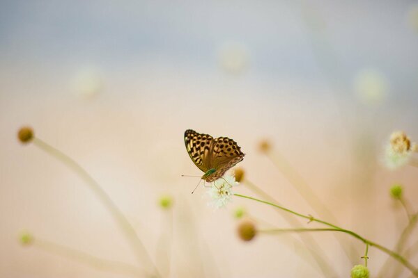 Papillon assis sur une fleur blanche