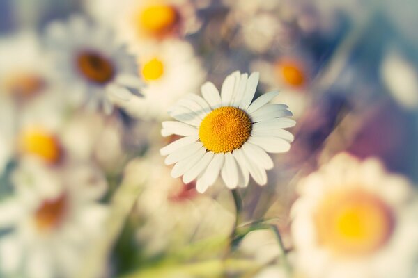 Macro daisies in the sunlight