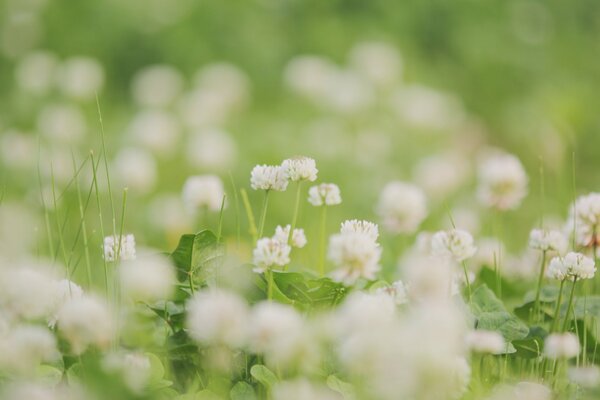 Clover flowers in a summer meadow