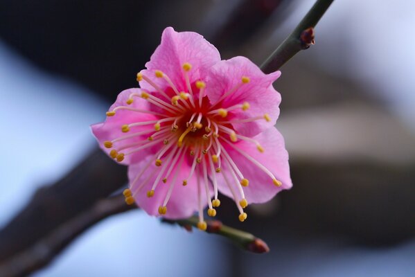Foto macro de una flor rosa suave en una rama