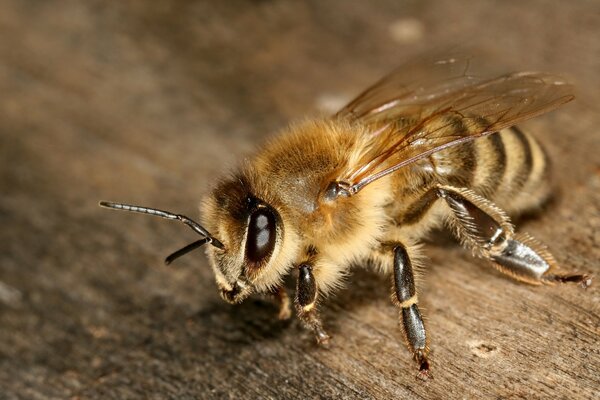 A bee is not scary at all up close