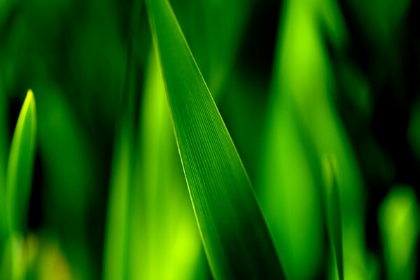 Photo de gros plan de l herbe verte