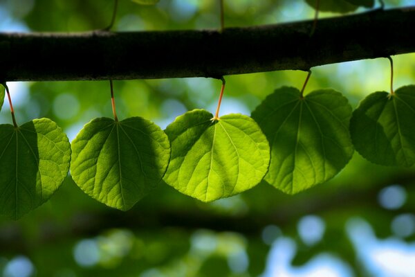 Follaje verde de primavera en una ramita en todo su esplendor