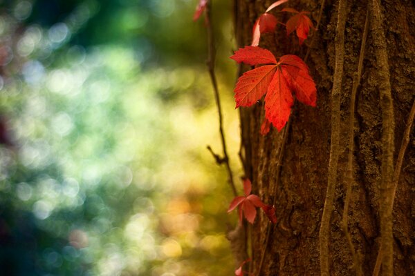 Feuille rouge sur un tronc d arbre