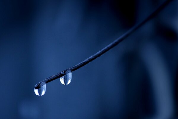 Due gocce d acqua su un ramo