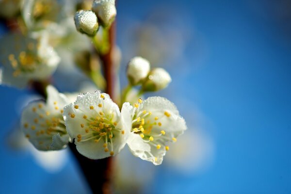 Makrofoto von Zweigen mit Blumen