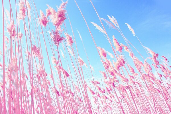 Pink ears of wheat on a blue sky background