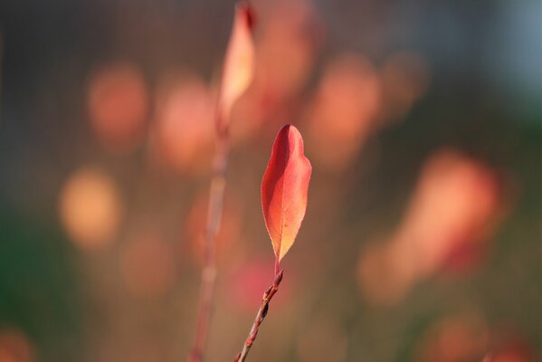 Feuilles rouges sur une branche en automne