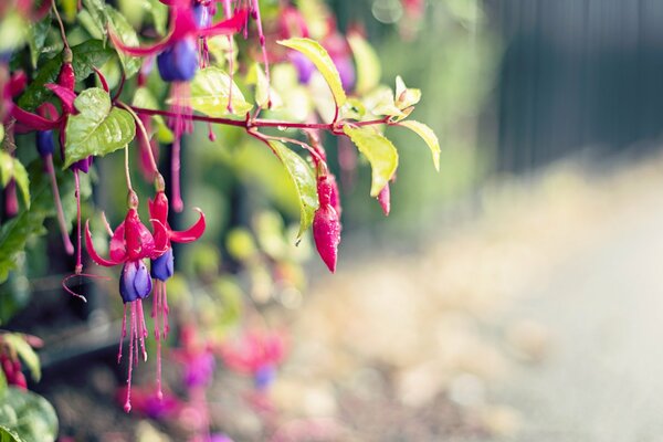 Chinese flowers on the street