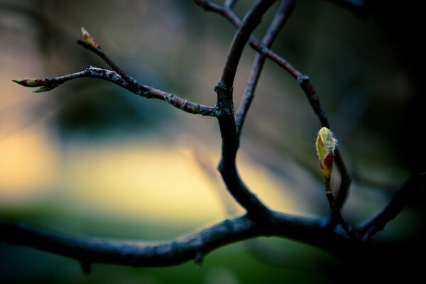 La branche de printemps se transforme tôt le matin