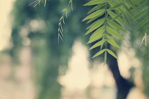 Branche de feuilles vertes sur fond flou