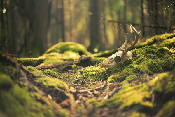 Foto della foresta con muschio e teschio