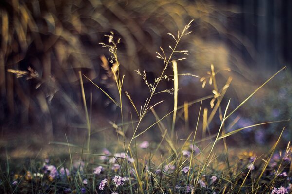 Pastos de pradera con plantas con flores