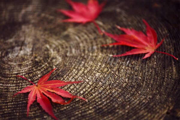 A blurry macro shot of autumn leaves on a stump