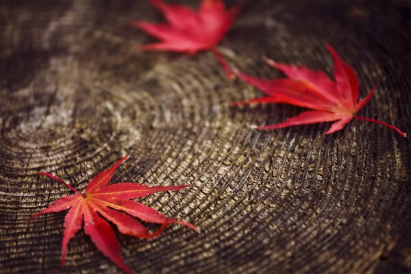Macro borrosa de hojas de otoño en cáñamo