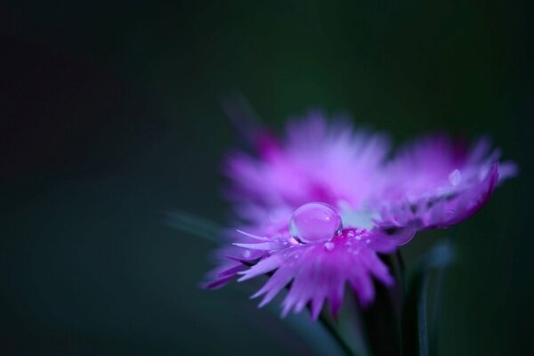 A drop of dew on a field carnation seems to change its color. The petals reflect a pink hue