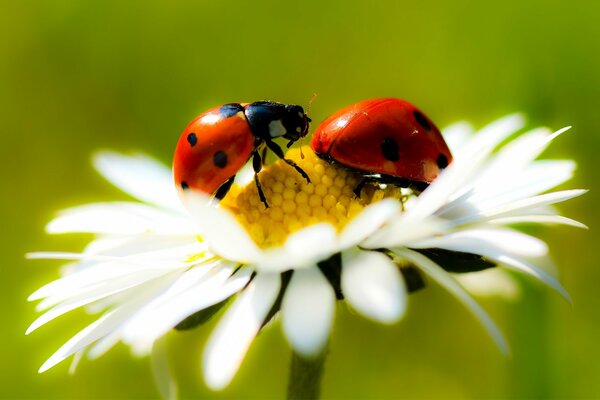 Chamomile flower with ladybug