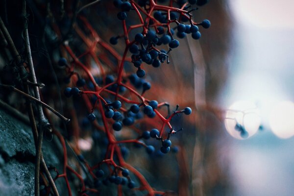 Red-blue composition - berries on a branch