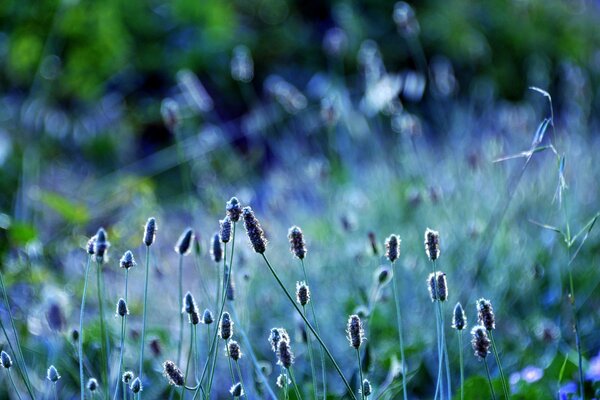 Espiguillas moradas en el campo