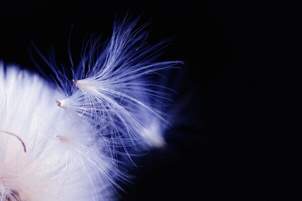 Macro picture of a dandelion: slightly detached fluff