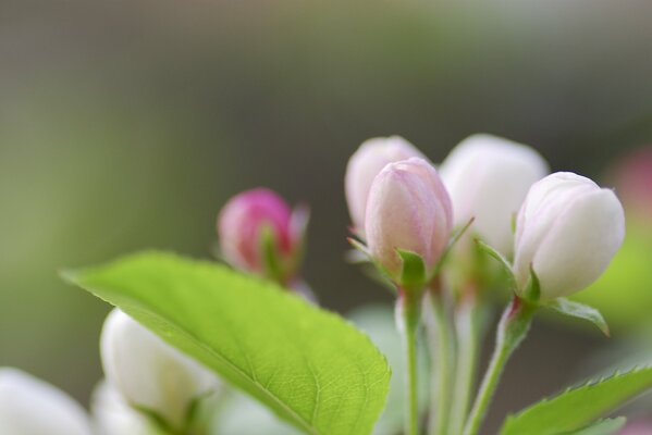 Spring buds bloom in the garden