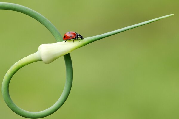 Coccinelle a atterri sur la flèche