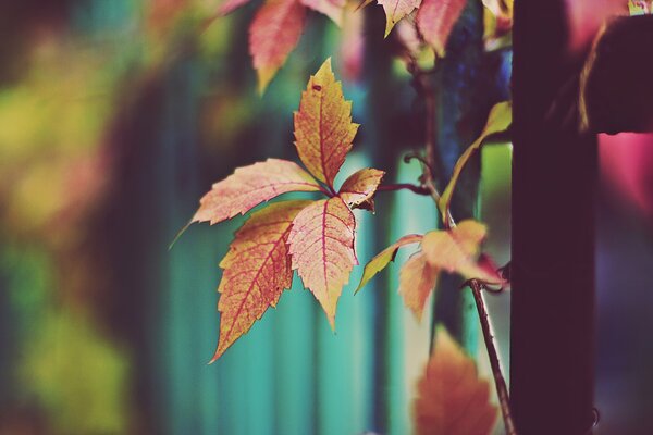 Greeting autumn with orange leaves