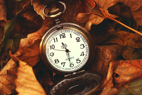 Der Herbst ist eine wunderbare Jahreszeit. Die Blätter sind wie eine Uhr, die die Übergangszeit von einem Zustand zum anderen anzeigt