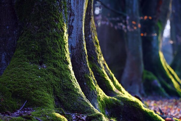 Green moss on a huge oak tree