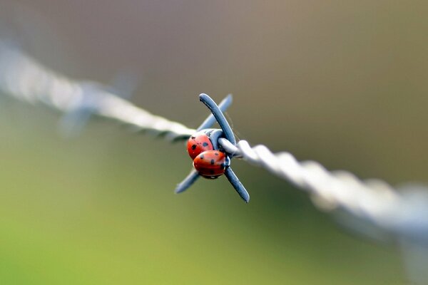 Coccinelle sul filo Macro