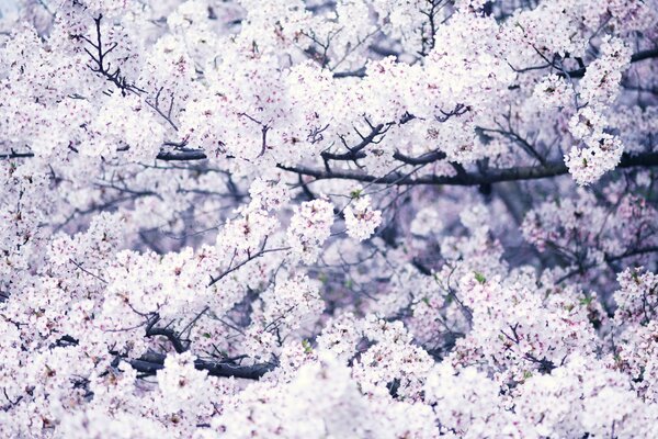 Hermosas flores que florecen en primavera en el árbol