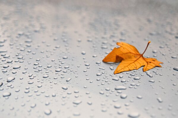 Autumn leaf on the rain-soaked hood of the car