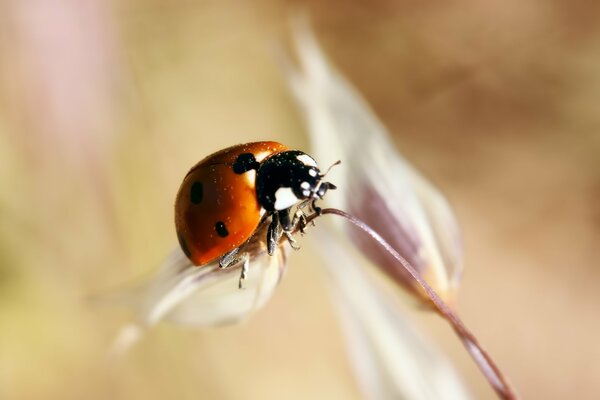 Primo piano: coccinella su un gambo sottile di una pianta