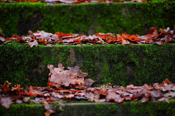 Autumn leaves and moss on the steps