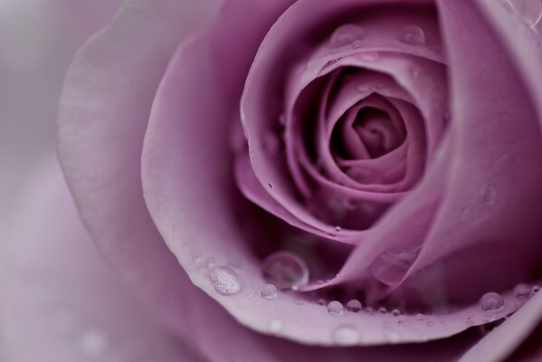 Delicado capullo de rosa lila en gotas de rocío