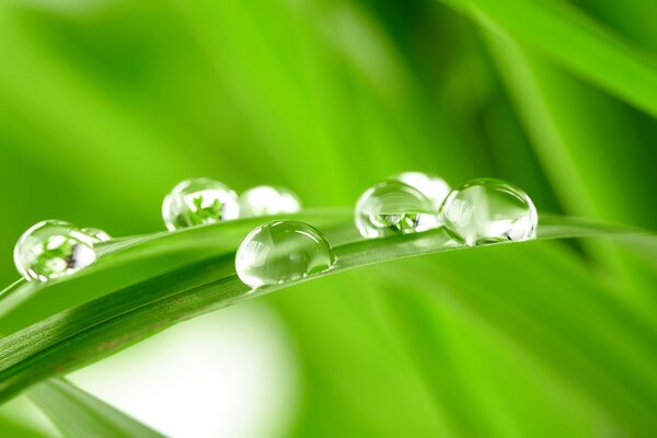 Dew drops on a blade of grass