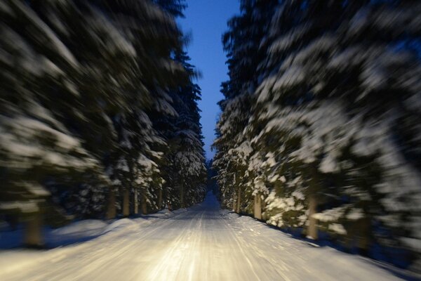 Snowy road among coniferous trees