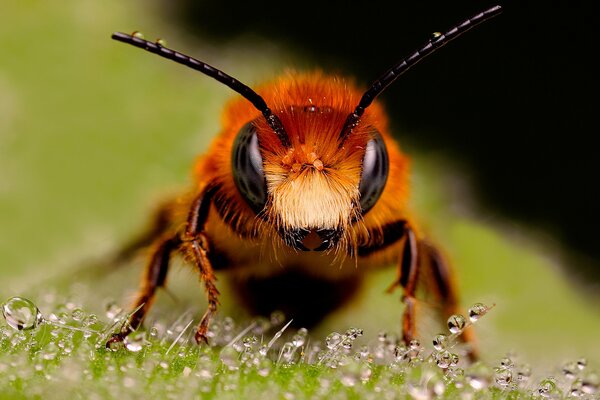 Macro photo of a red bee on droplets