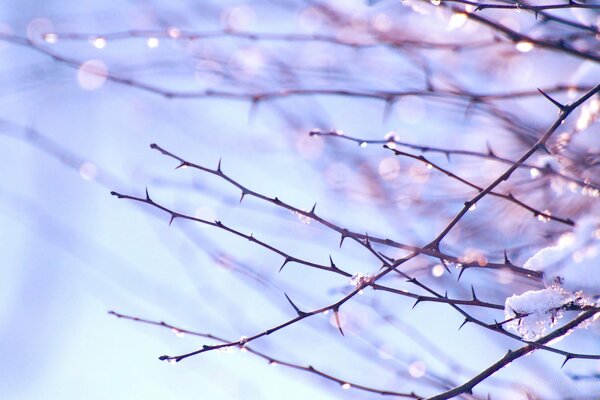 Miracle de printemps sur une branche d arbre