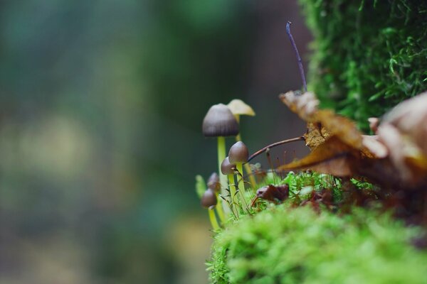 Champignons dans la forêt verte