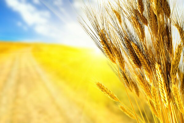 Autumn ears on the background of a yellow field