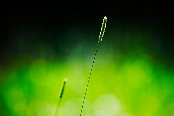 Spikelet when shooting macro in the evening